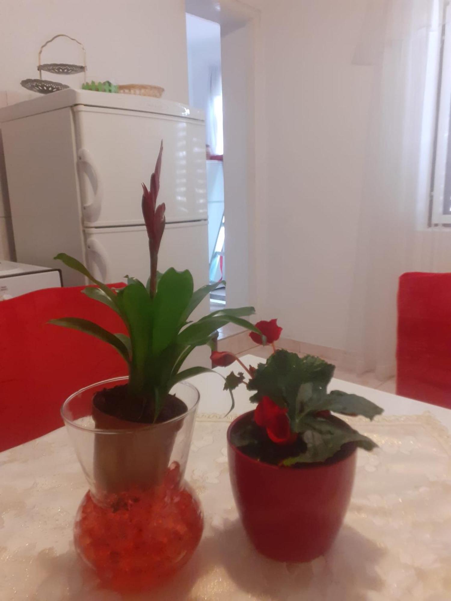 Apartman Sunce Raslina Luaran gambar